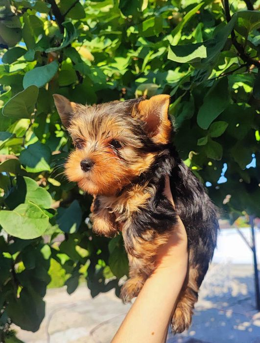 Одесские Йорки щенки