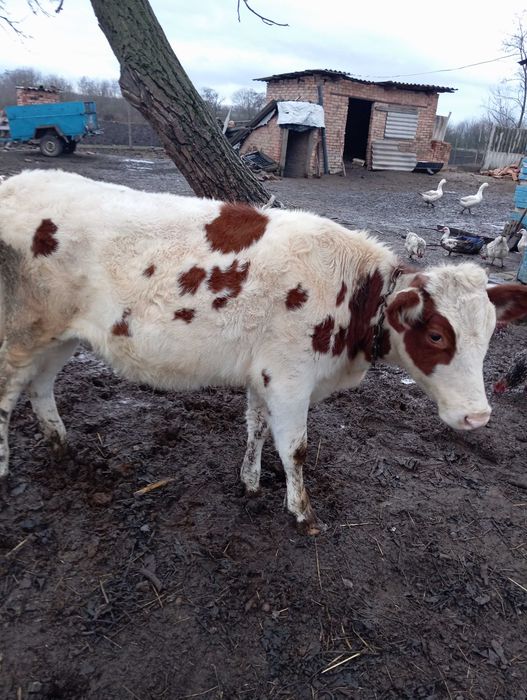 Продам теличку вік 12 місяців