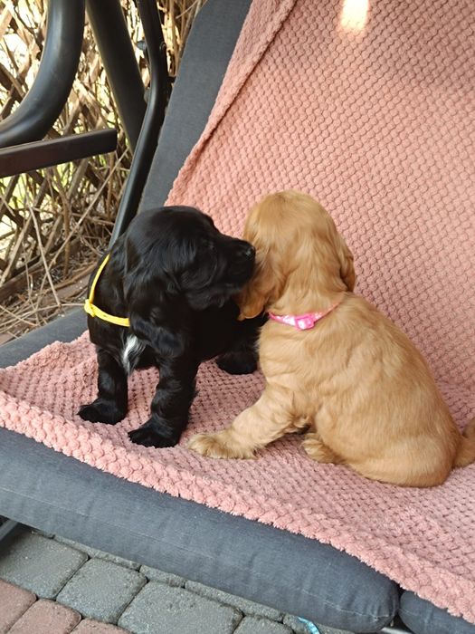 Cocker spaniel angielski wybitne piesek do odbioru