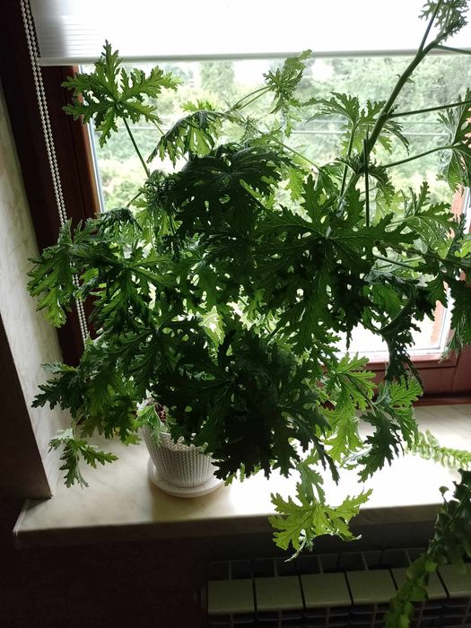 Monstera dziurawa oraz aloes aloe vera
Roślina