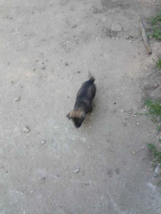 Цуценята в добрі руки