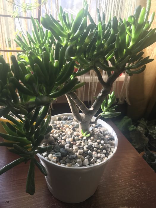 Крассула корал, сортове грошове дерево, вже сформоване деревце