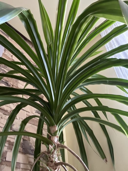 Roślina kwiat Pandan średnica 1,5 metra doniczka