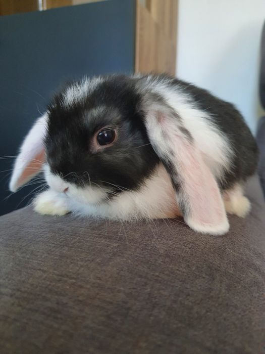 Króliki baranek miniaturka karzełek mini lop. Cena CAŁKOWITA.