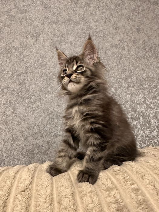 Мейн кун дівчинка