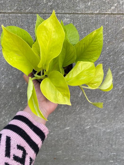 Епіпреміум Golden  Pothos/ Neon