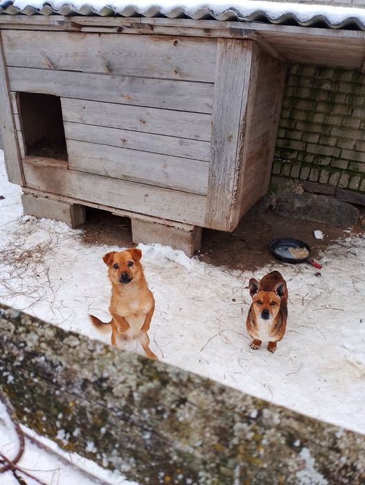 Oddam psy w dobre ręce