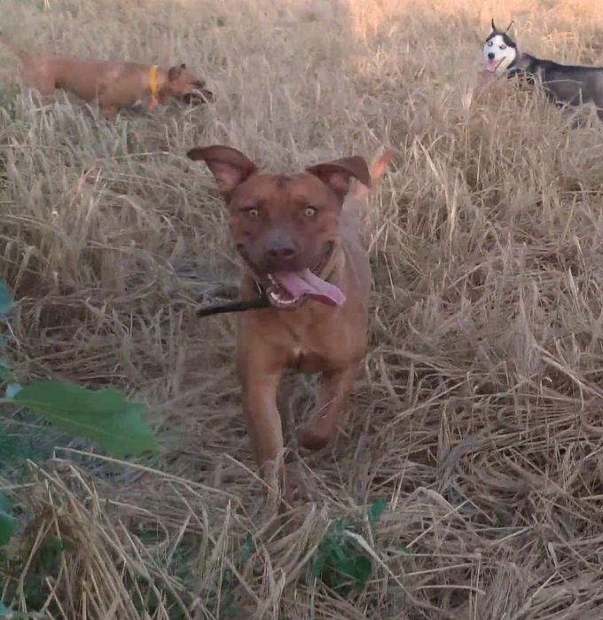 Предлагаю для вязки кобеля питбультерьера ККУ (питбуль, апбт)