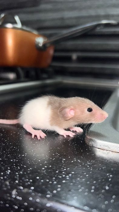 новонароджені щурики, продаю