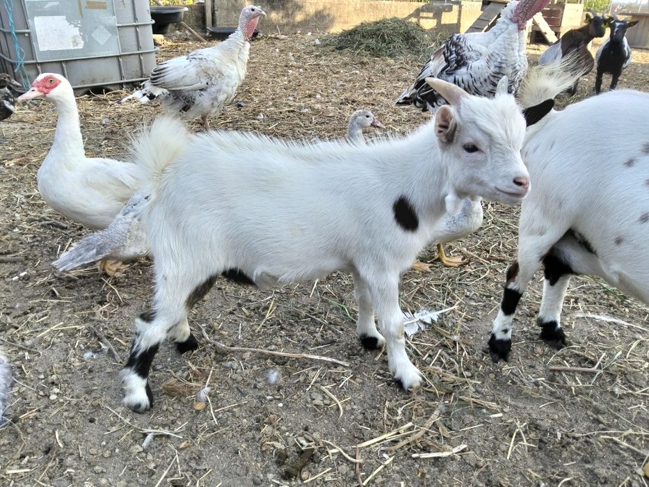 Chibo anão com 3 meses
