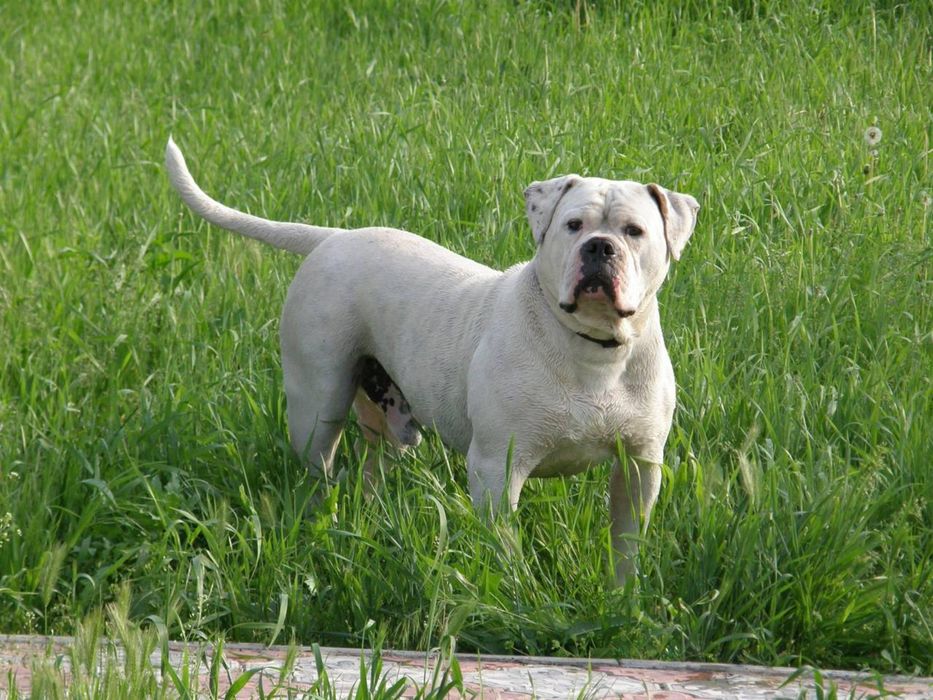 Американский бульдог ( вязка)