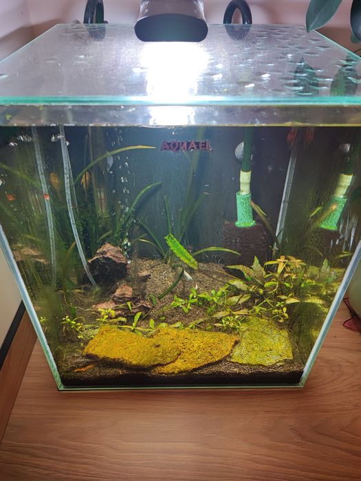 Akwarium - krewetkarium