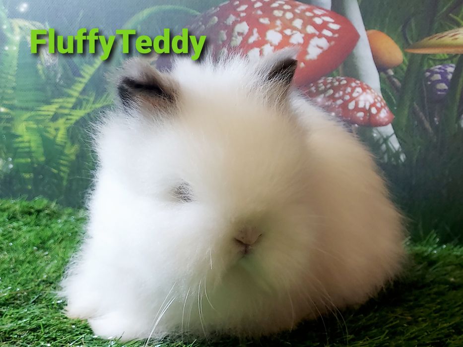 Karzełki Fluffy Teddy puchate