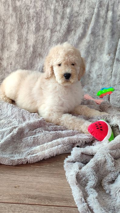 Goldendoodle standard badania genetyczne pudel dogoterapia