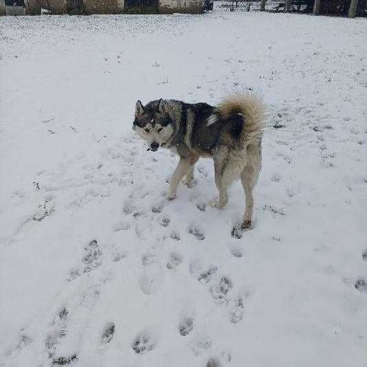 Husky oddam za darmo