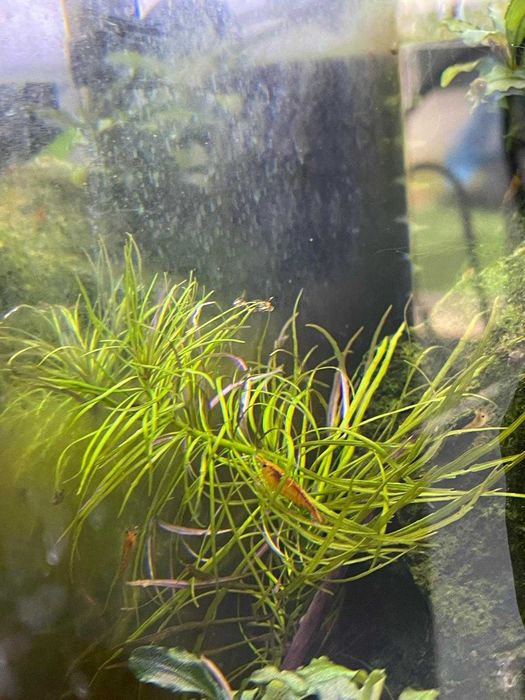 Pogostemon erectus - 4 stems (Unavailable)64585896912385122