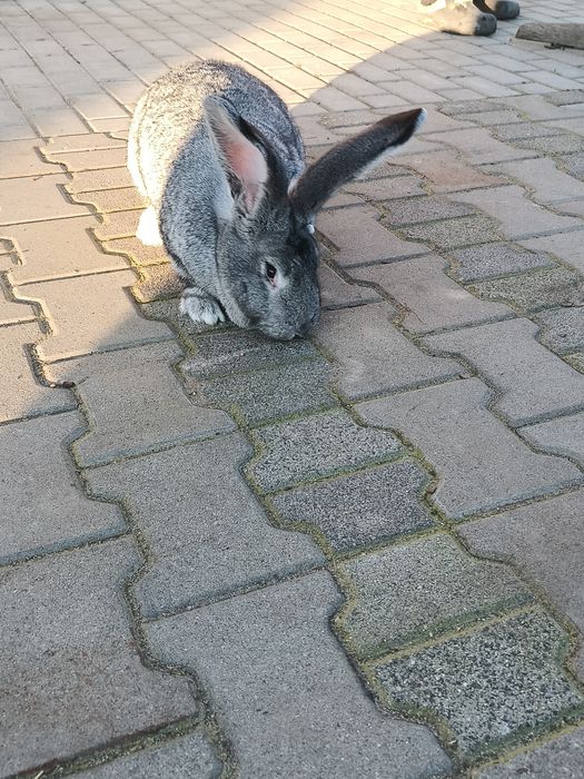 Sprzedam króliki olbrzyma belgijskiego