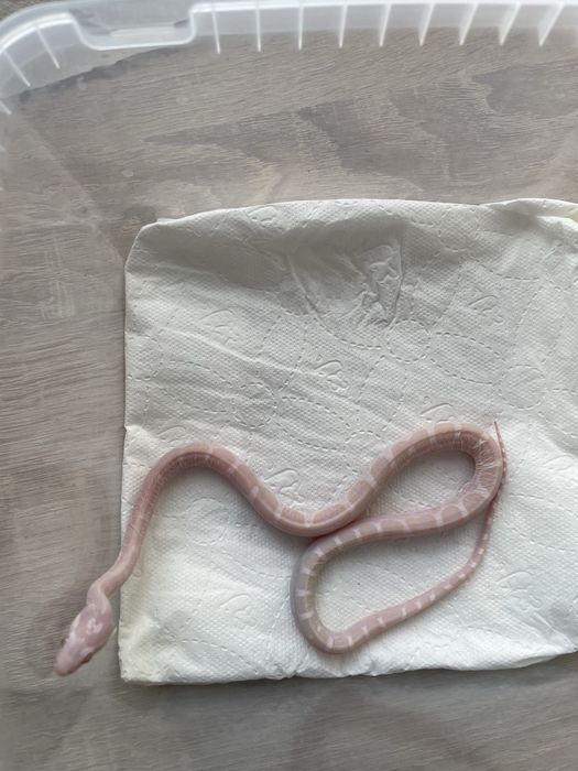 Wąż zbożowy Snow Scaleless dostepne samce i samice