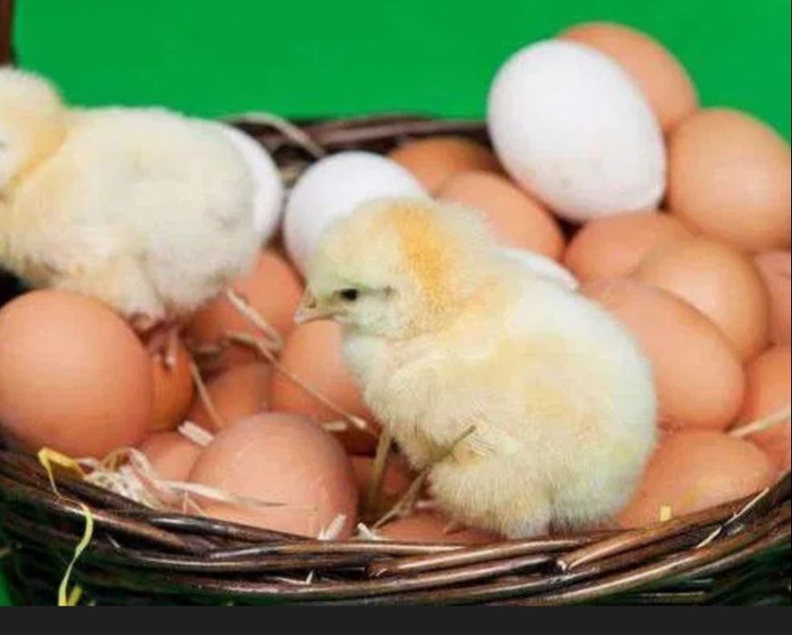 Інкубаційні яйця кур R3A