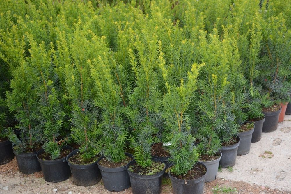 Cis pośredni HICKSII na żywopłot GĘSTE sadzonki C3 ok. 50cm TRANSPORT