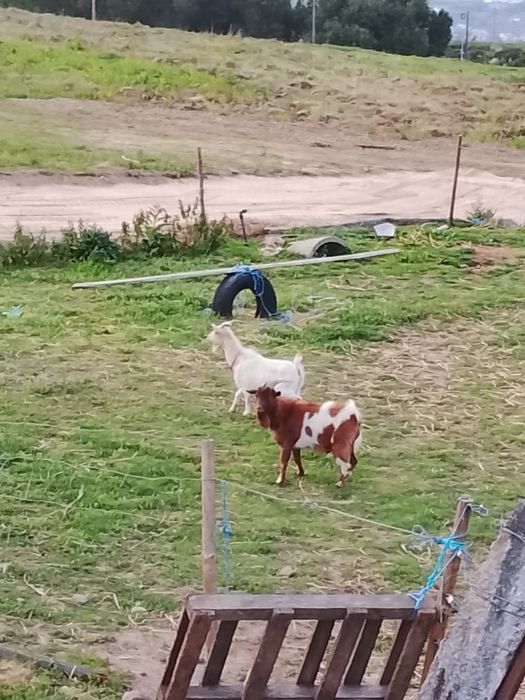 Casal cabritos  adultos
