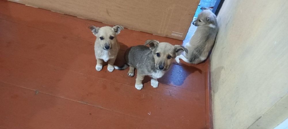 Віддам в добрі руки собачок