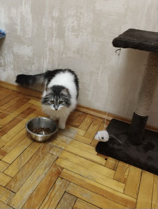 Кошеня  дівчинка  шукає відповідальну родину