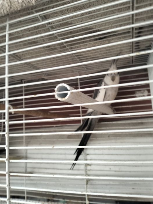 Casal Reprodutor de Caturras