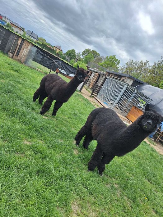 Sprzedam alpaki samce