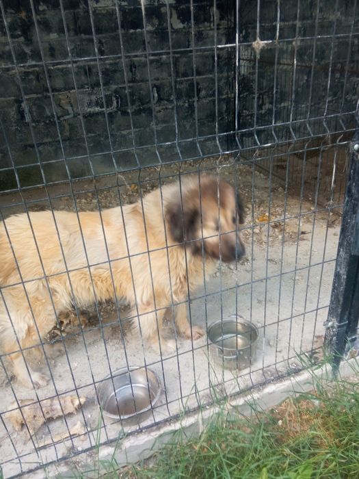 Кавказька вівчарка