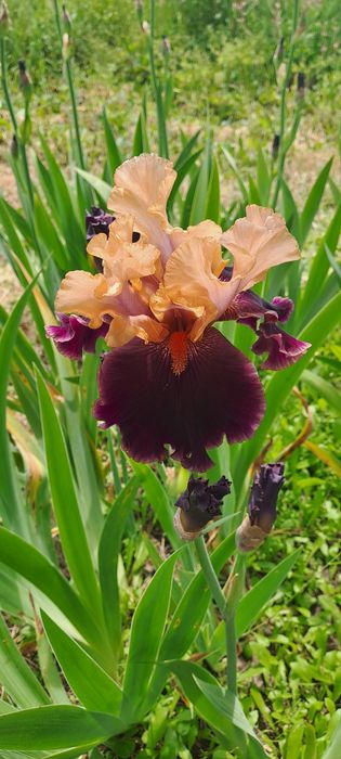 Ирисы сортовые продаю