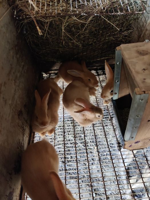 Кролі кролики бургунці