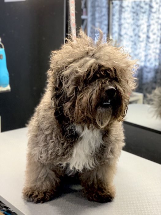 Альфа самець шукає дівчинку