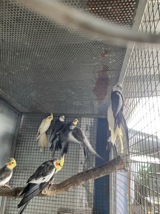 Caturras para reproducao