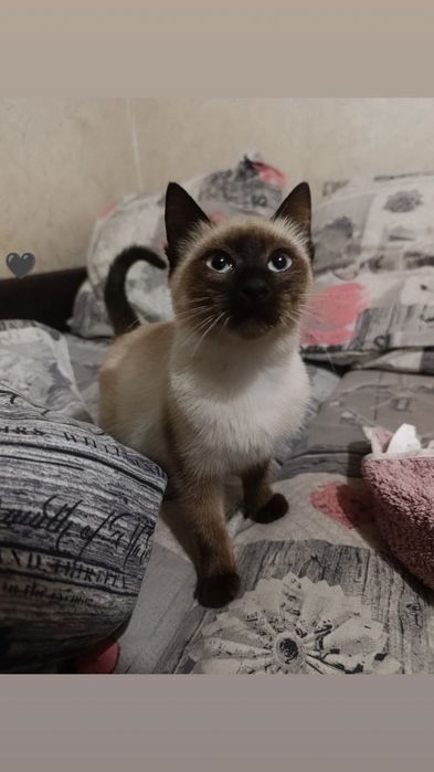 В хорошие руки сиамская кошка
