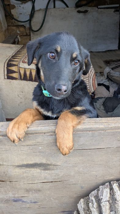 Девочка 3 месяца метис