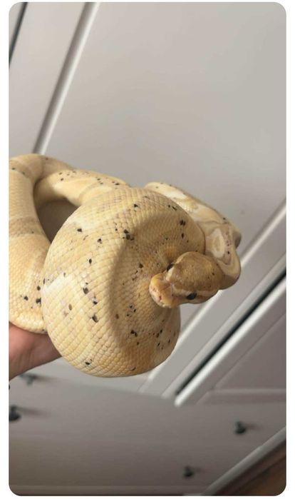 Sprzedam wąż bananowy