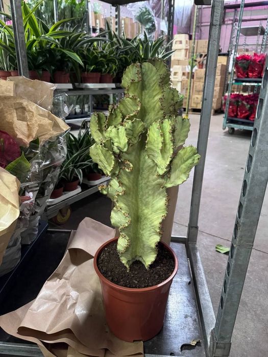 ЗНИЖКИ!!!Еуфорбия,миртиллокактус,цереус,опунция