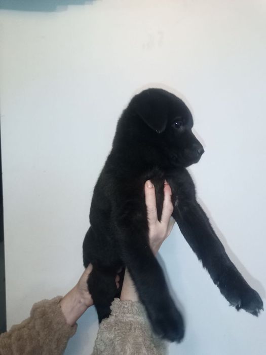 Дівчинка,21,10.25р.н лабрадоренята мама третє фото