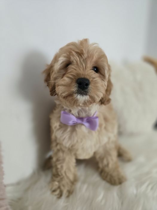 Cavapoo f1b sunia