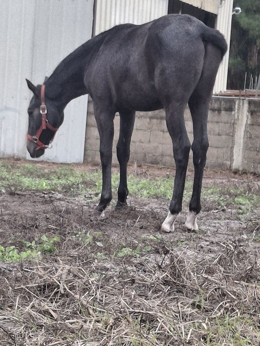 Poldro ruço 8 meses