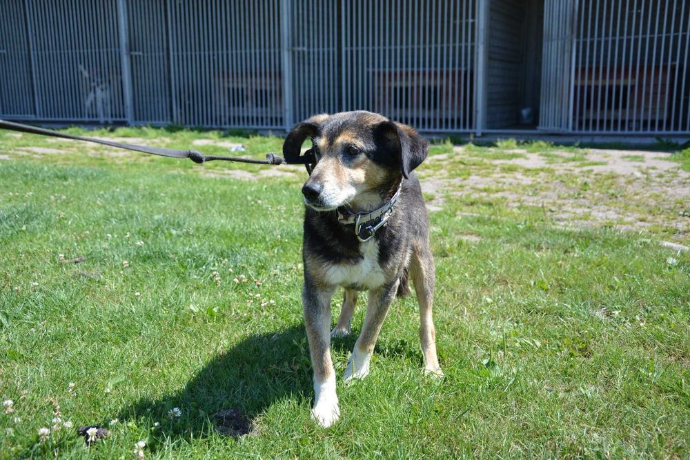 Dziubdziuś - starszy pan szuka kochającego domu