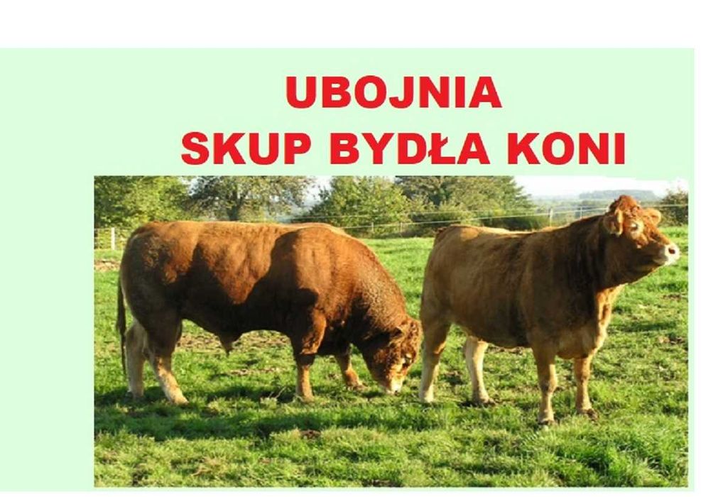 SKUP Bydła Koni Żywca !UBÓJ! Krowy,Krowa,Byk,Byków,Konie,Koń