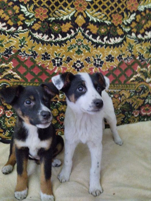 Віддам щенків в добрі руки