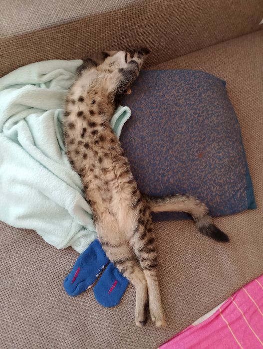 Oddam kota w dobre rece