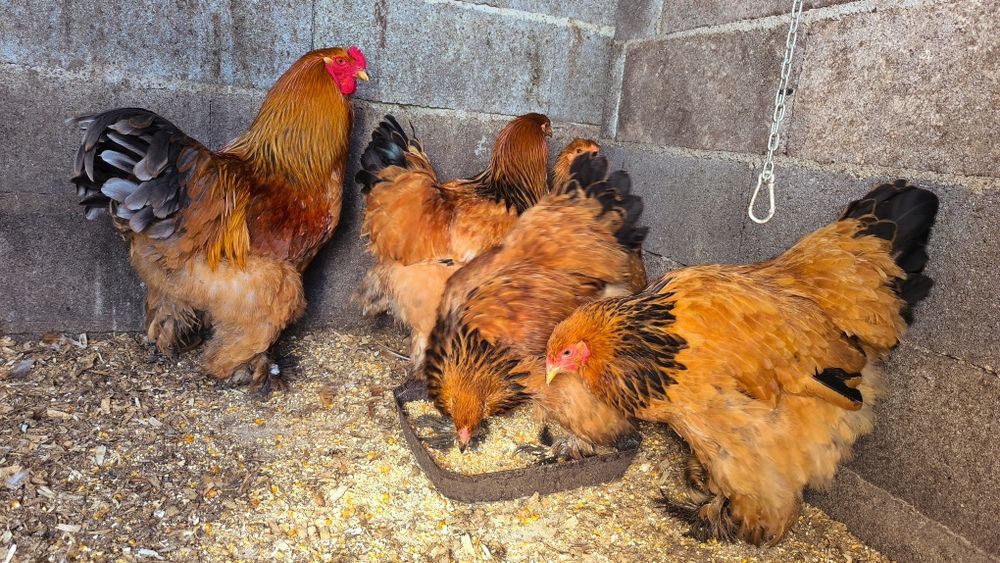 Ovos galados Brahma: Mottled, Buff, Splash.