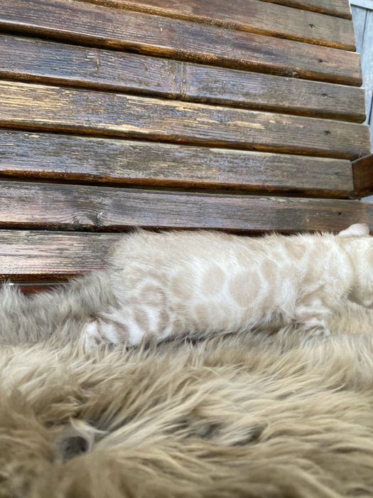 Бенгальські котики