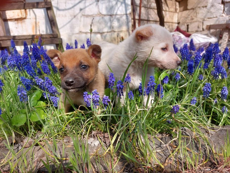 ! ЦУЦЕНЯТА шукають родину !