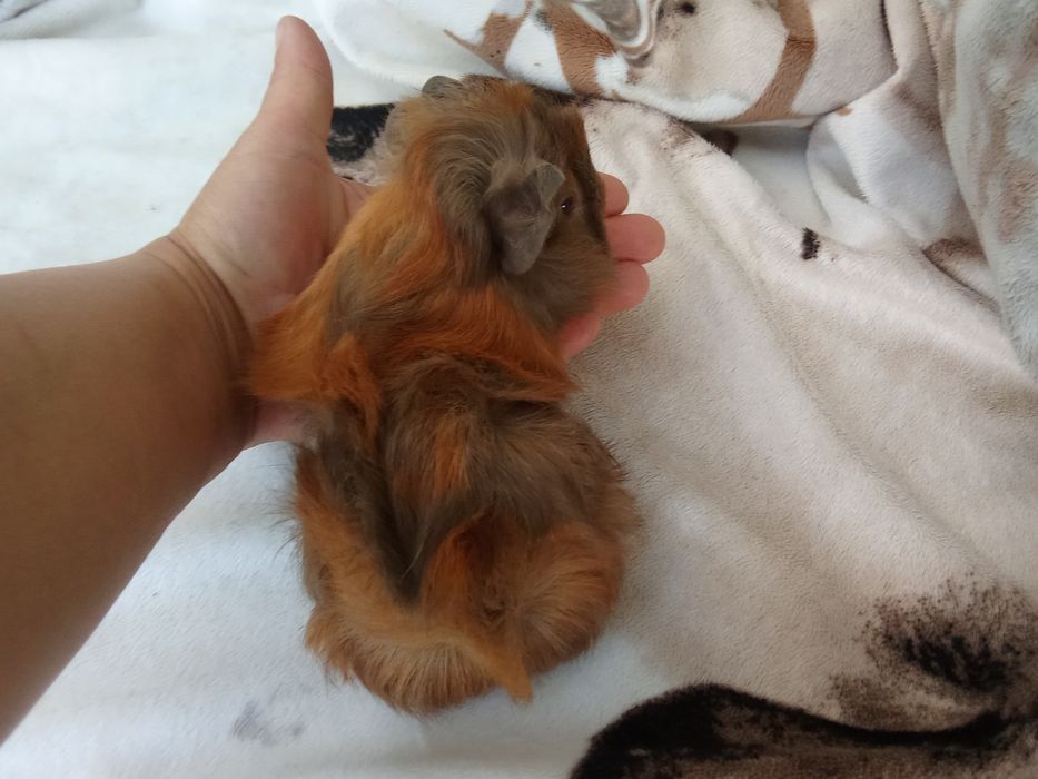 Морська свинка хлопчик 1 місяць,ручний