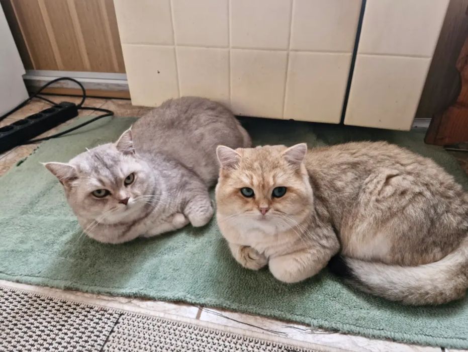 Британська короткошерста